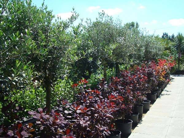 Cotinus Grace and Cotinus Royal Purple buy online Uk delivery