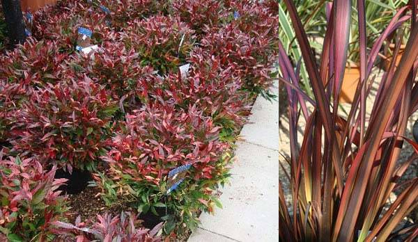 Leucothoe Red Lips | Phormium Tenax Pink Flamingo to buy online UK