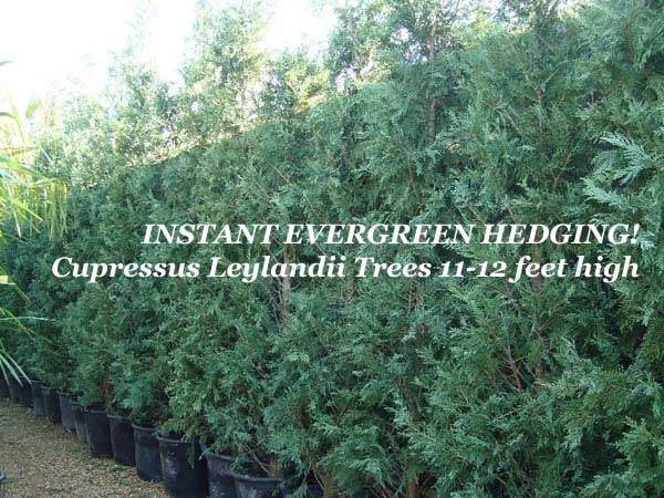 Fast growing Leylandii – great offers when you buy 10 or more
