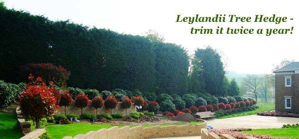 Leylandii Tree Hedge - Evergreen Screening for sale with UK delivery