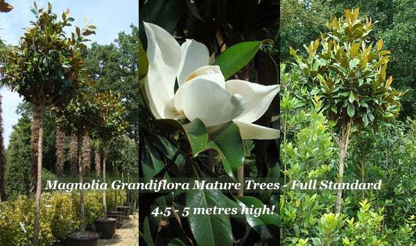 Mature Magnolia Grandiflora Trees - full standard trees for evergreen screening