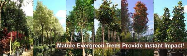 Mature Evergreen Trees - Perfect for Evergreen Screening for sale at London garden centre