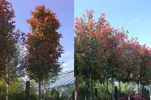 Photinia Red Robin Full Standard Mature Trees on Special Offer