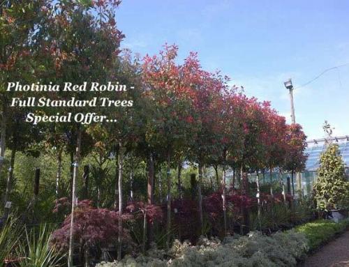 Shrubs With Coloured Foliage