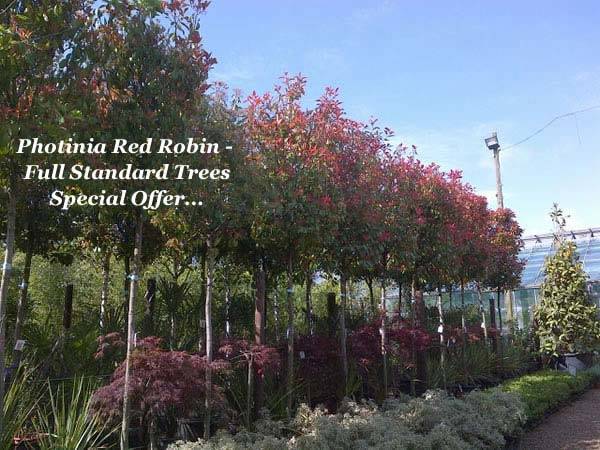 Photinia Red Robin Full Standard buy online, UK Delivery