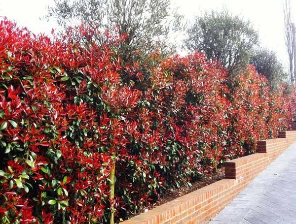 Photinia Red Robin - Ideal Evergreen Hedging buy online at London garden centre