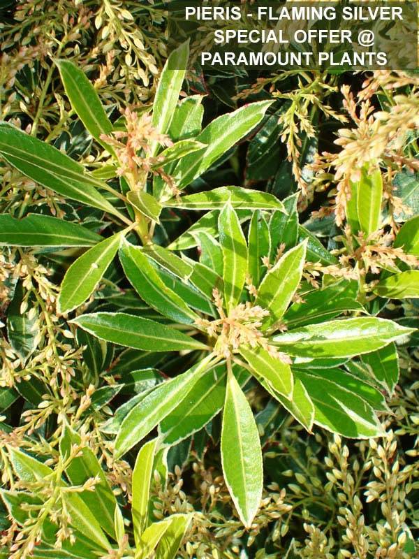Pieris Shrub - Flaming Silver on Special Offer at Paramount Plants