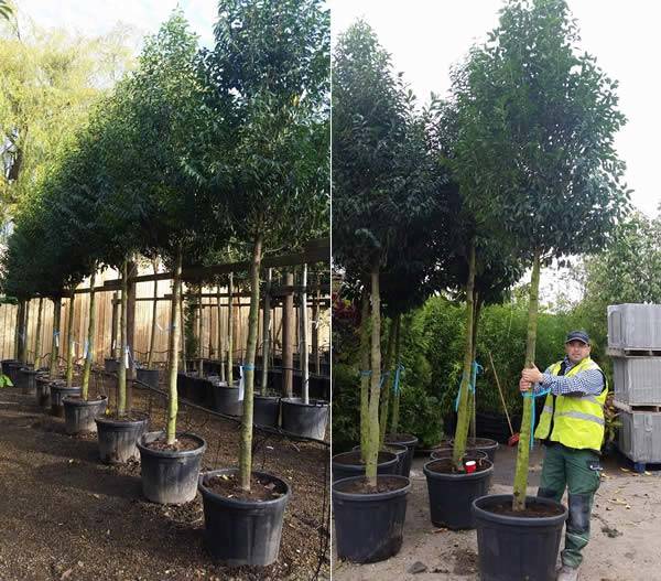 Mature, Full Standard Laurel Trees for Sale