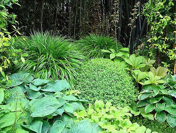 Bamboo Hedging