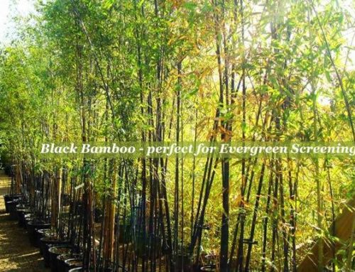 Phyllostachys Nigra (black bamboo) and Phyllostachys Aurea (golden bamboo) – which bamboo to choose