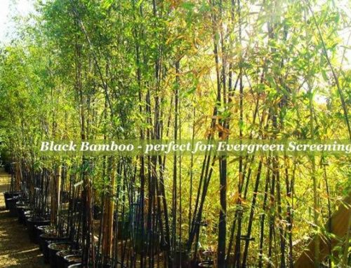 Phyllostachys Nigra (black bamboo) and Phyllostachys Aurea (golden bamboo) – which bamboo to choose