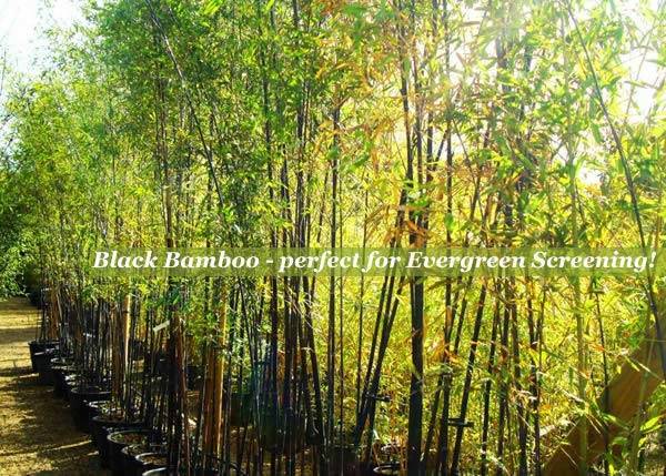 Bamboos for Hedging - Black Bamboo or Phyllostachys Nigra