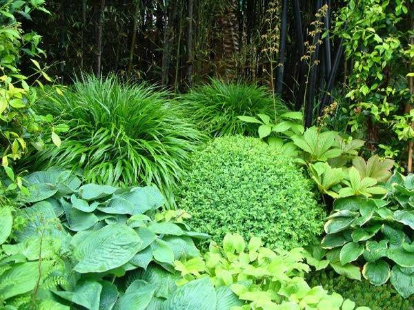 Mature Black Bamboo screening creates a backdrop for your garden oasis