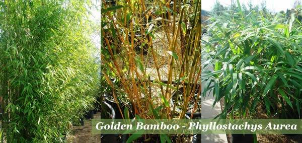 Golden Bamboo or Phyllostachys Aurea