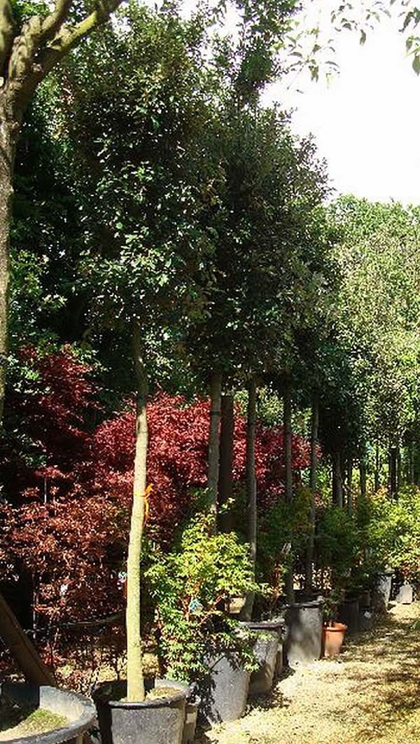 Quercus Ilex or Holm Oak – evergreen, elegant, ideal for hedging