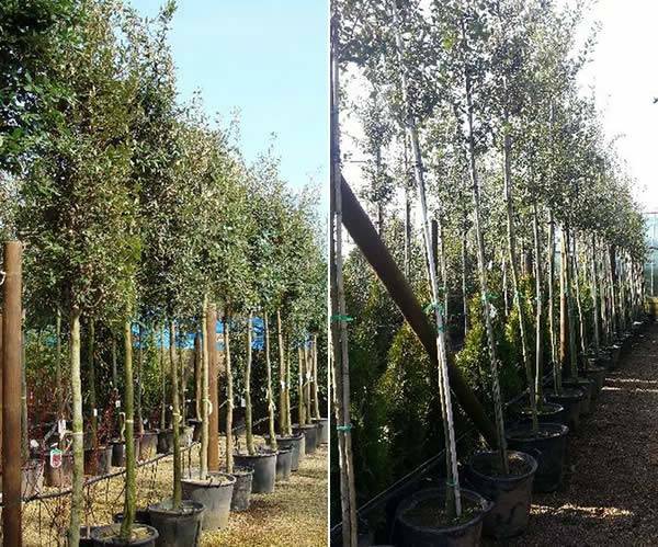 our Quercus Ilex full standard trees, circa 2 metres high, are available in 30 or 50 Litre pot sizes 