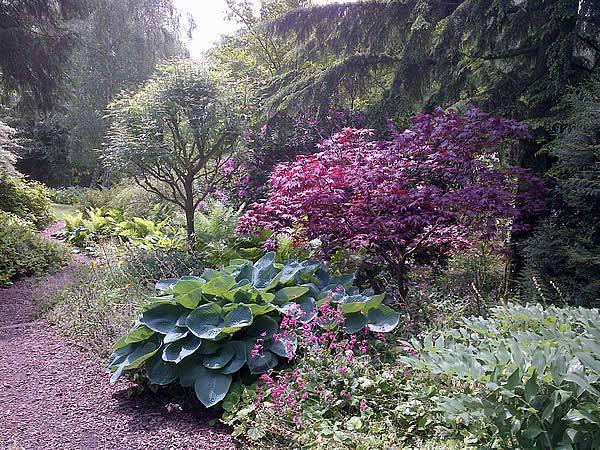 Japanese Acers in Situ