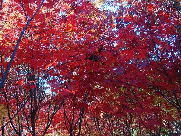 Acer Bloodgood in stock in sizes up to 3M.