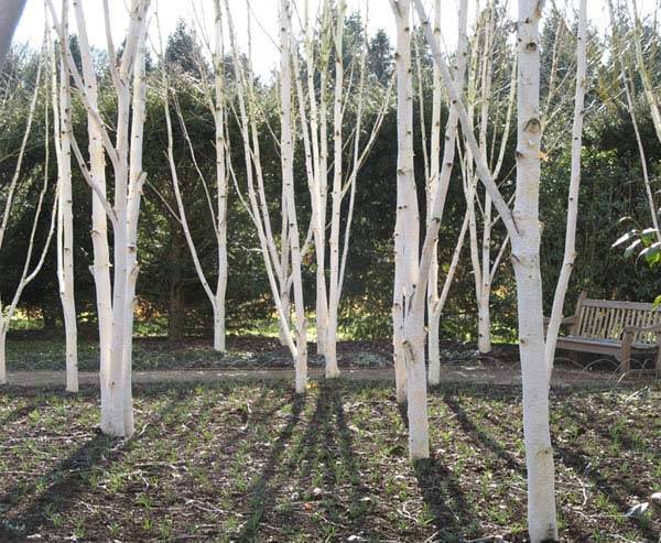 Betula utilis ‘Doorenbos’ Trees for Winter Interest