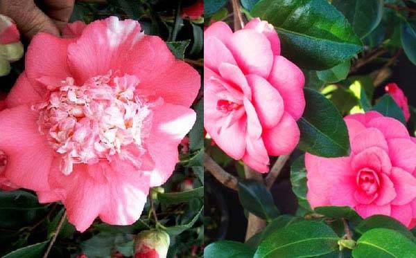 Evergreen camellias for screening hedges