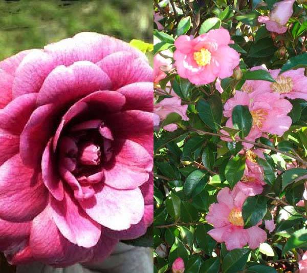 Camellia Japonica Erebo and Camellia Sasanqua for sale online UK delivery