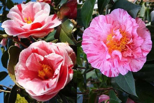Variegated camellia shrubs for sale online UK