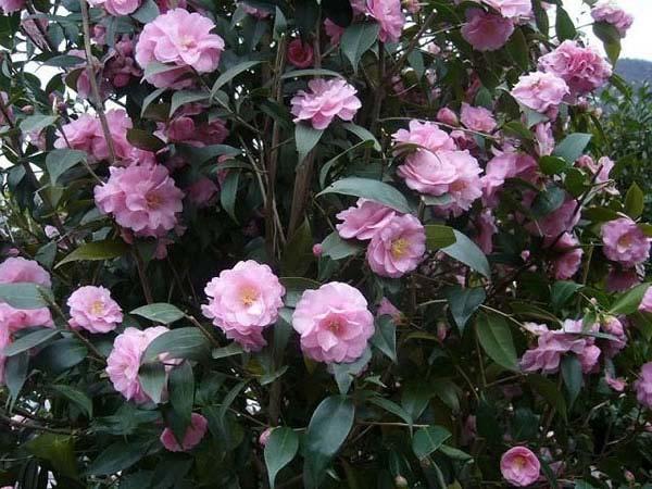 Camellia Spring Festival for sale online with UK delivery