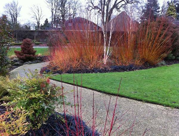 Cornus shrubs to buy online, UK delivery