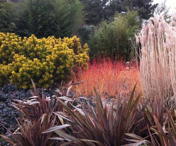 Winter garden design at Harold Hillier Garden