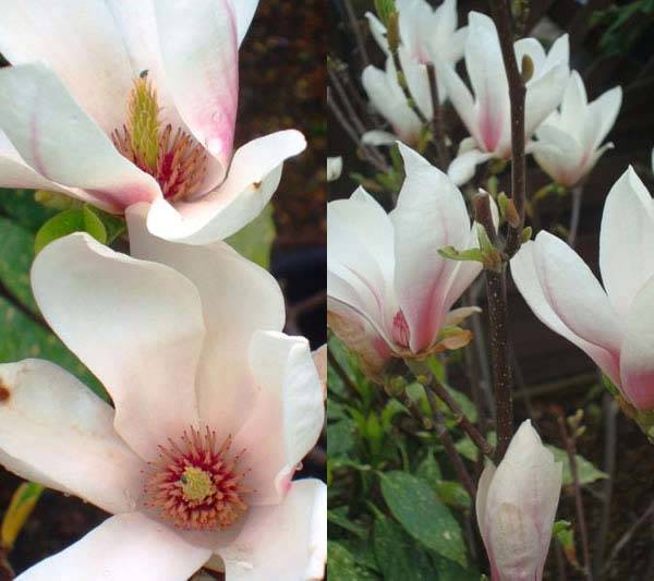 Magnolia Soulangeana for sale UK