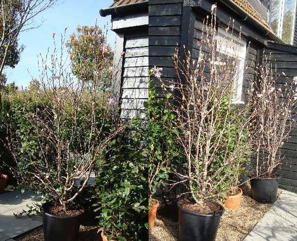 10-15 Year Old Magnolia Stellata Rosea Trees for sale UK