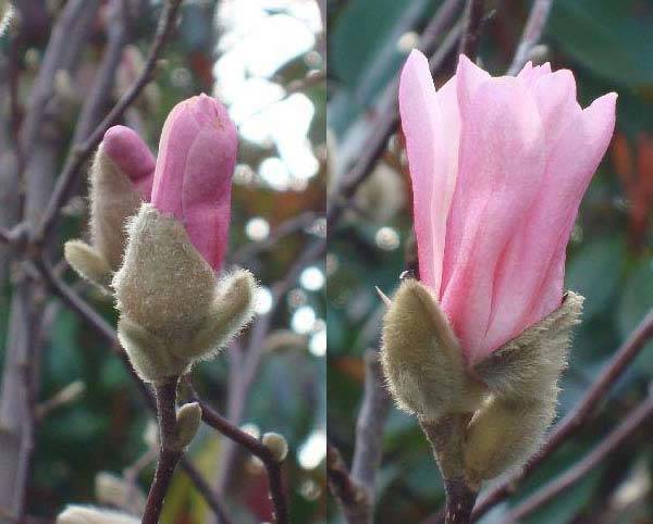 The Pink Star Magnolia | Magnolia Stellata Rosea buy online UK
