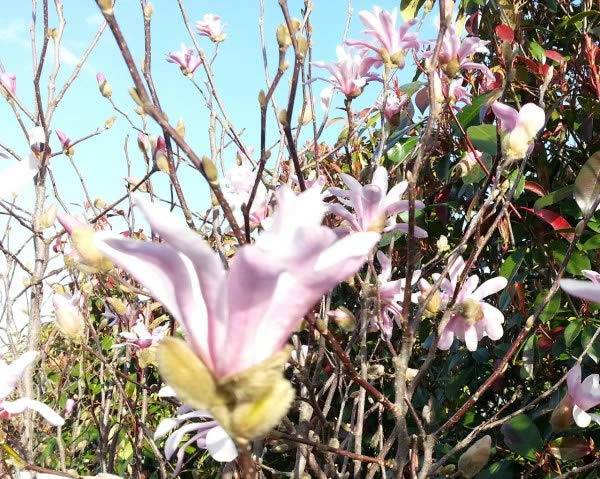 Magnolia Stellata Rosea buy online UK
