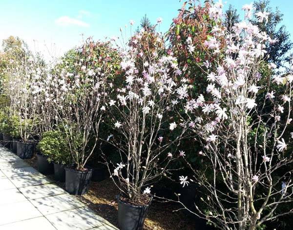 Magnolia Stellata Rosea buy online with UK delivery