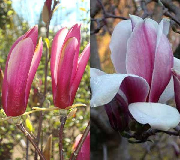 Magnolia Liliflora Nigra or Susan for sale UK delivery