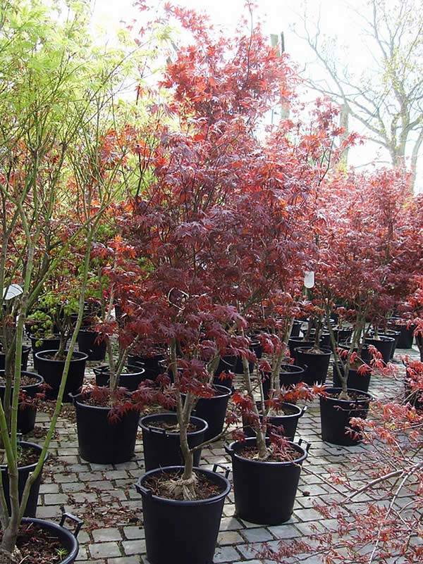 Acer Bloodgood Trees 2 meters high - special offer