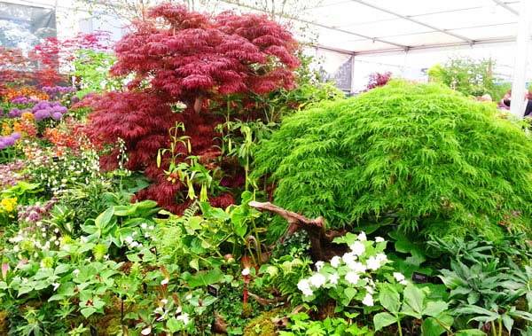 Beautiful Japanese Acer Dissectums at Chelsea Flower Show 2013