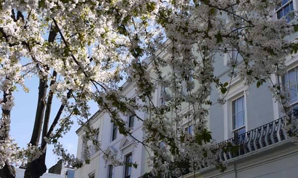 Cherry blossom trees to buy online with UK delivery