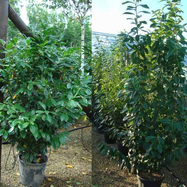 Cherry Laurel – great formal hedge, hardy for exposed areas