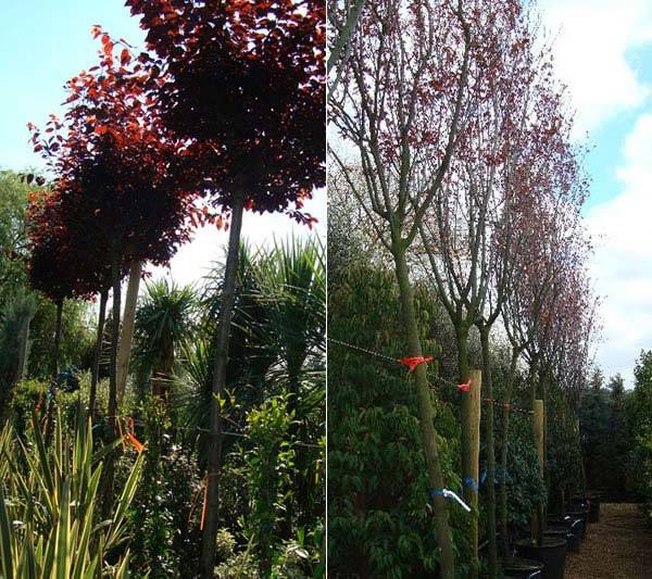 Cherry Plum Trees Full Standard for sale UK