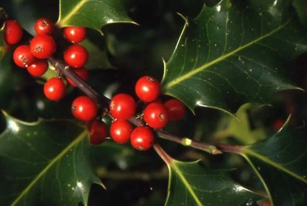 English Holly – ancient native English shrub, excellent wildlife habitation