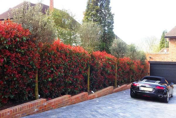 Best Hedging Plants: Five Top Picks - Photinia Red Robin