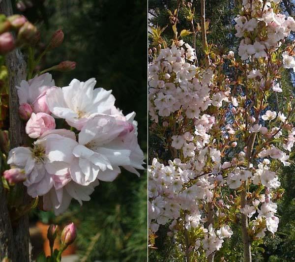 Prunus Amanogawa or Flagpole Cherry - perfect for smaller gardens