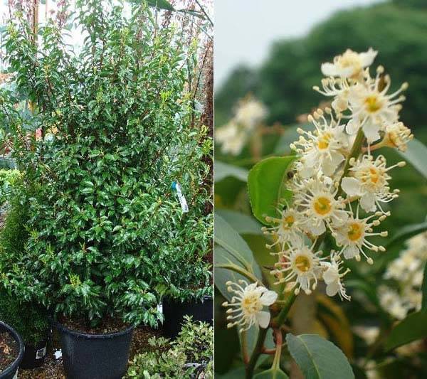 Narrow Leafed Portuguese Laurel for sale online UK