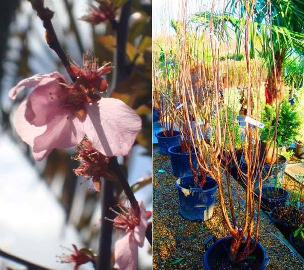Flowering Cherry trees to buy online UK delivery
