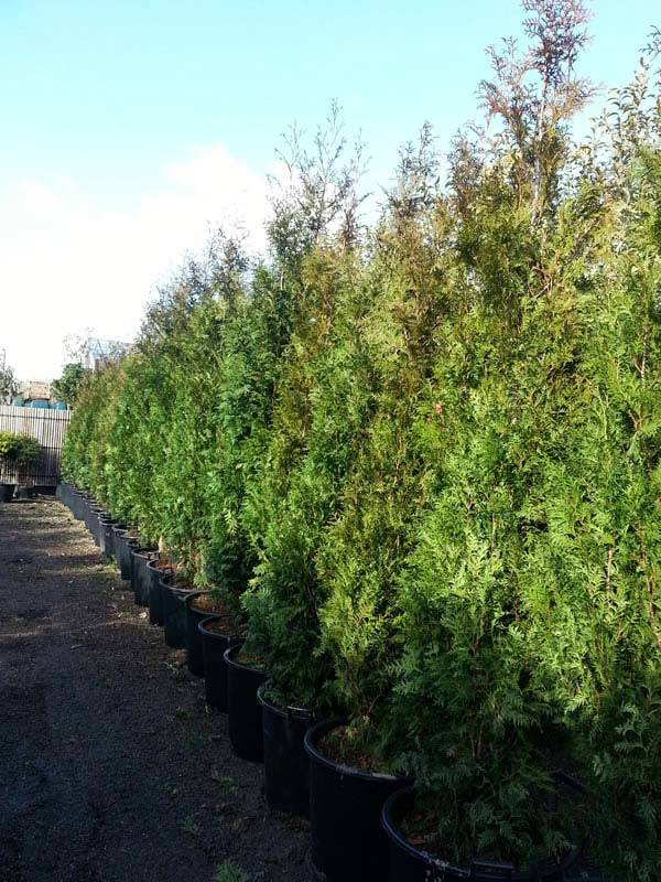 Best Hedging Plants UK, Thuja Plicata