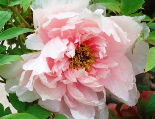 Tree Peony Care in the UK Climate