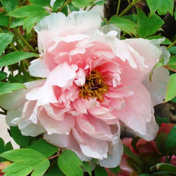 Tree Peonies are For Sale Online at Paramount Plants with UK Delivery