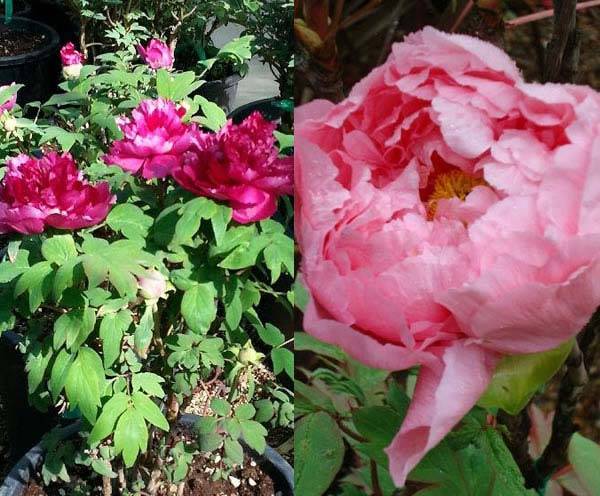 Tree Peony Shrub buy online UK delivery