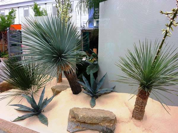 Yucca Rostratas at Chelsea Flower Show 2013